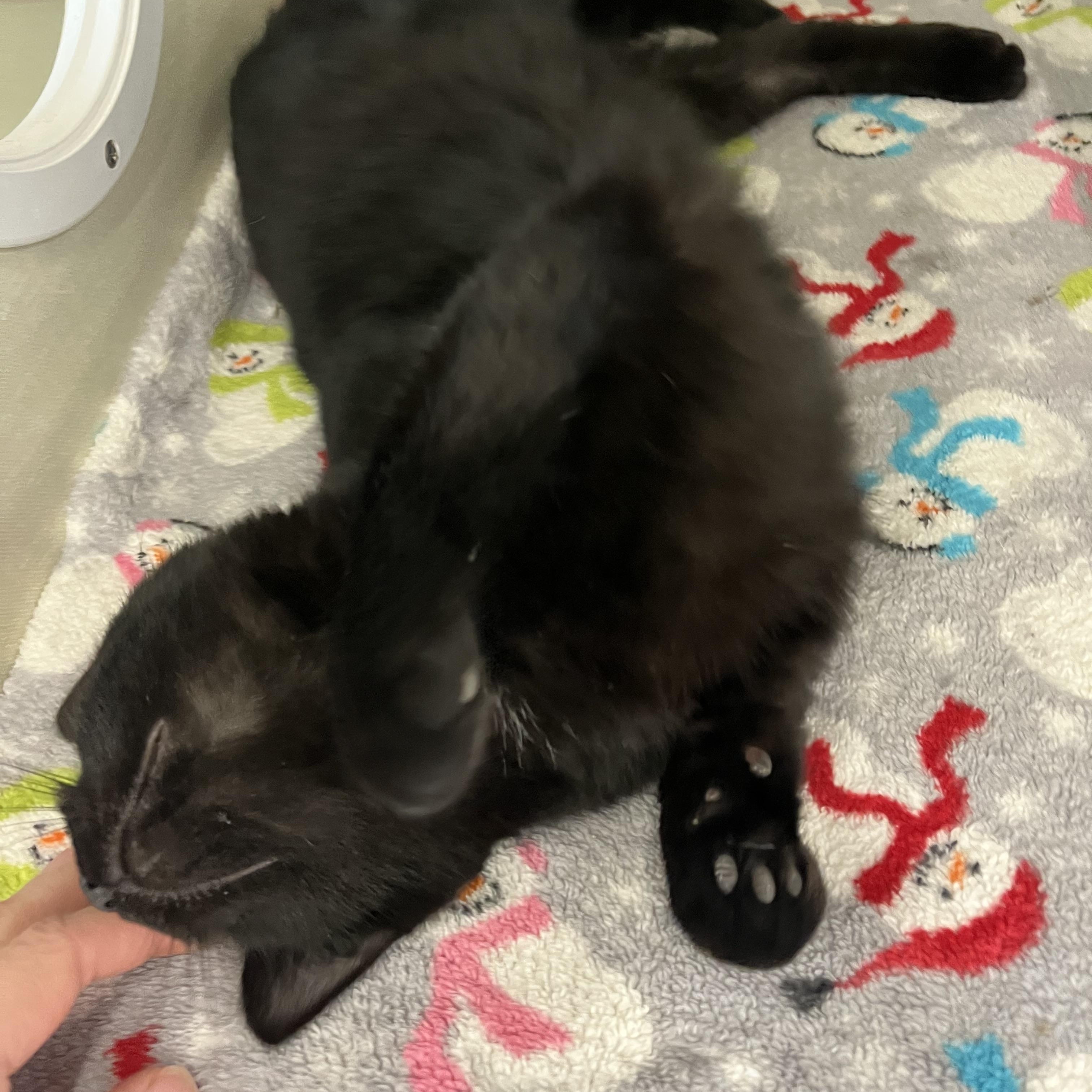 Enlarge Marcus , a Adoptable Domestic Short Hair in Moline, IL image 3/6