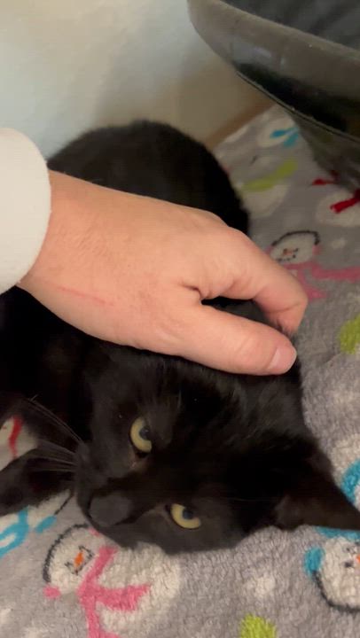 Enlarge Marcus , a Adoptable Domestic Short Hair in Moline, IL video 6/6