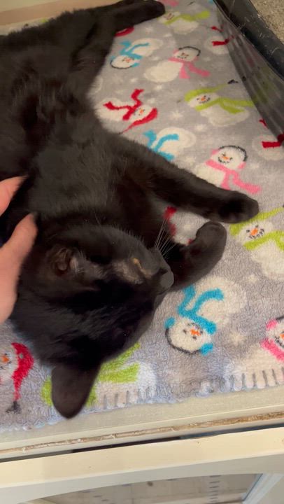 Enlarge Marcus , a Adoptable Domestic Short Hair in Moline, IL video 5/6