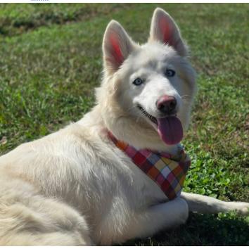 Sasha, Adoptable, Adult Female Samoyed & Mixed Breed.