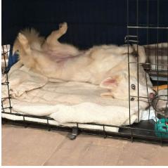 Enlarge Sasha, a Adoptable mixed breed in Tacoma, WA image 3/3