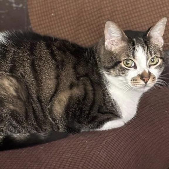 Zen- with Houdini, an adoptable Domestic Short Hair in Camarillo, CA, 93012 | Photo Image 2
