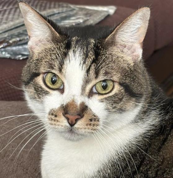 Zen- with Houdini, an adoptable Domestic Short Hair in Camarillo, CA, 93012 | Photo Image 1