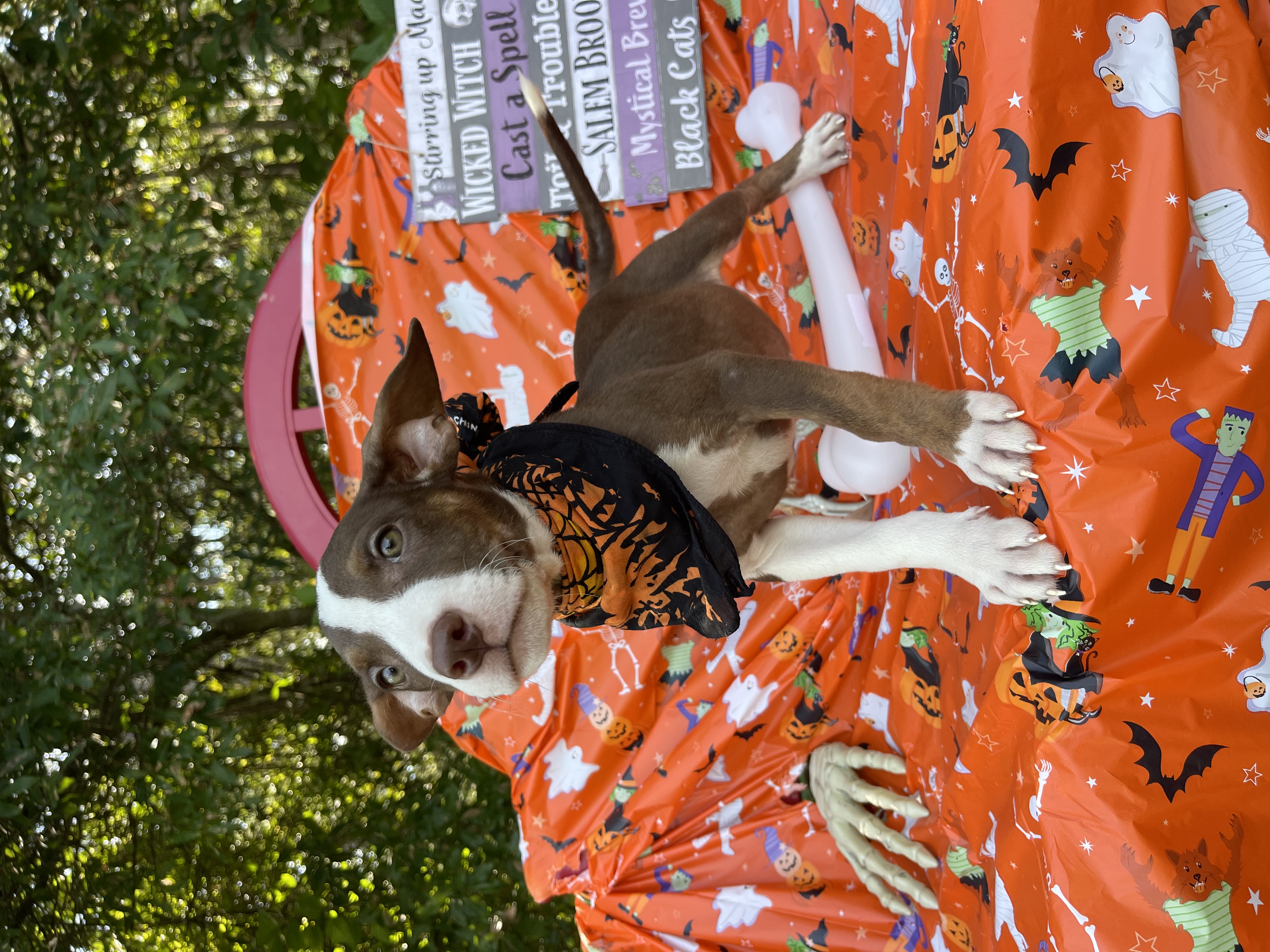 Dog for adoption Boogie, a Labrador Retriever Mix in Sebring, FL Petfinder