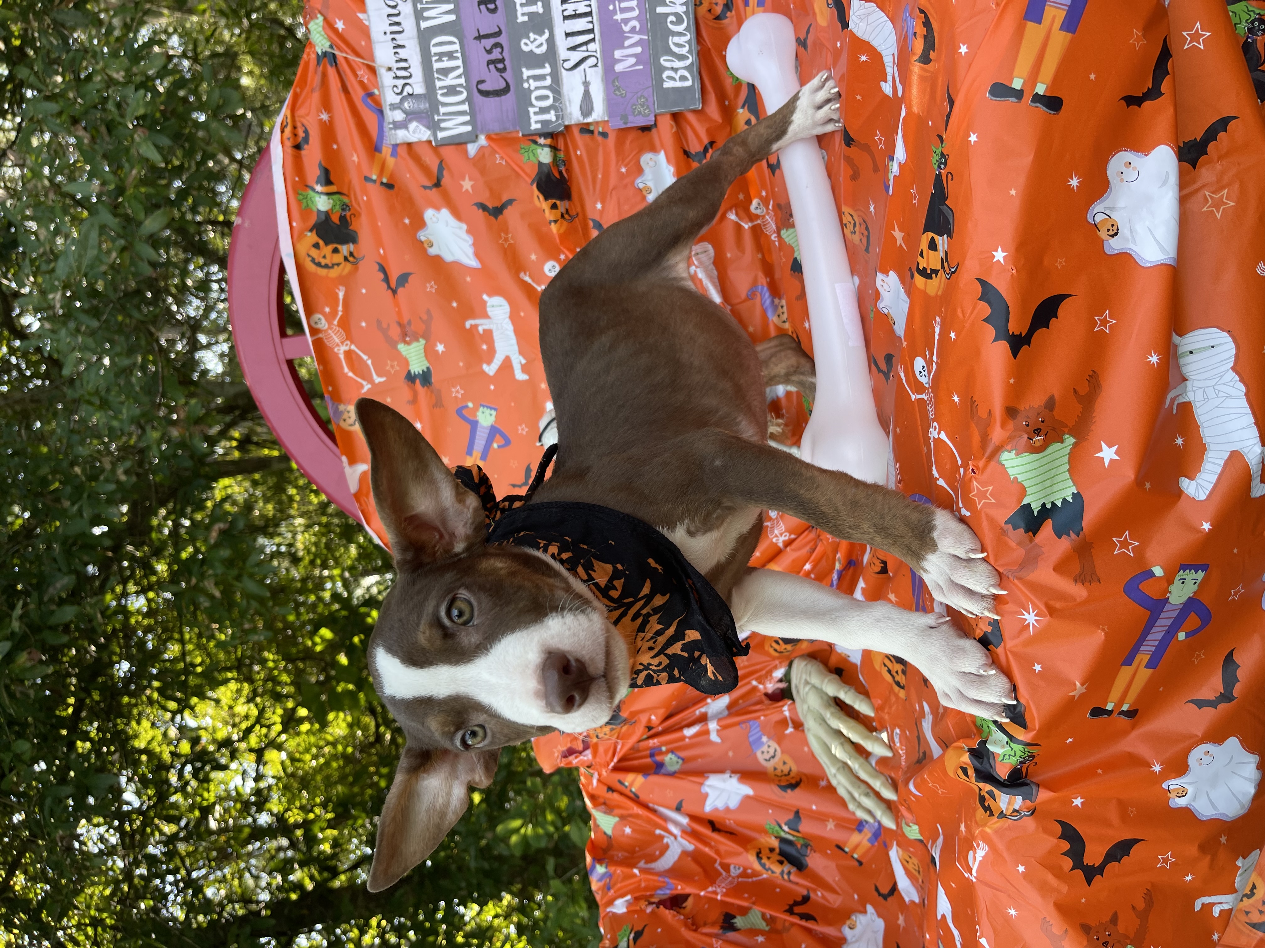 Dog for adoption Boogie, a Labrador Retriever Mix in Sebring, FL Petfinder