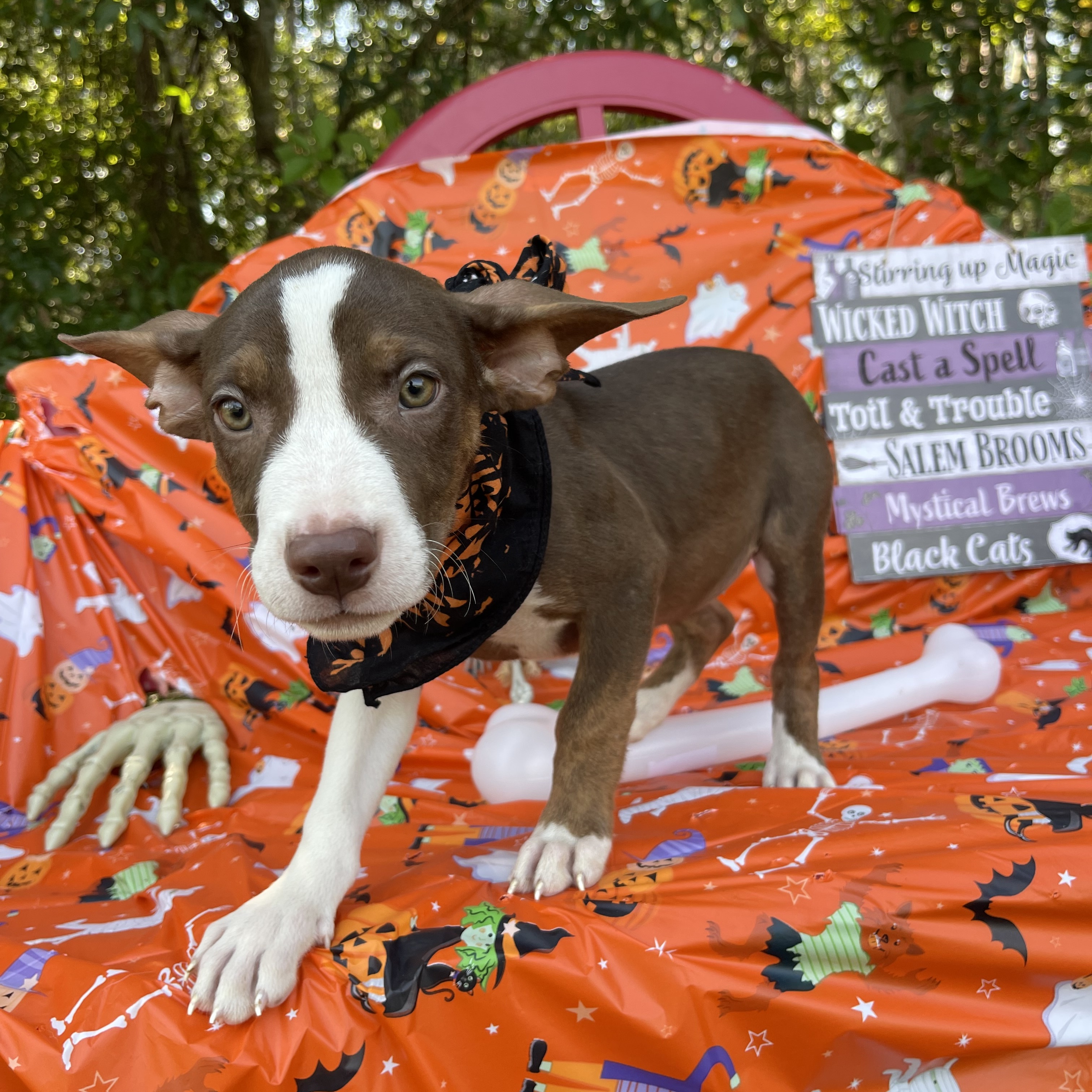 Dog for adoption Boogie, a Labrador Retriever Mix in Sebring, FL Petfinder