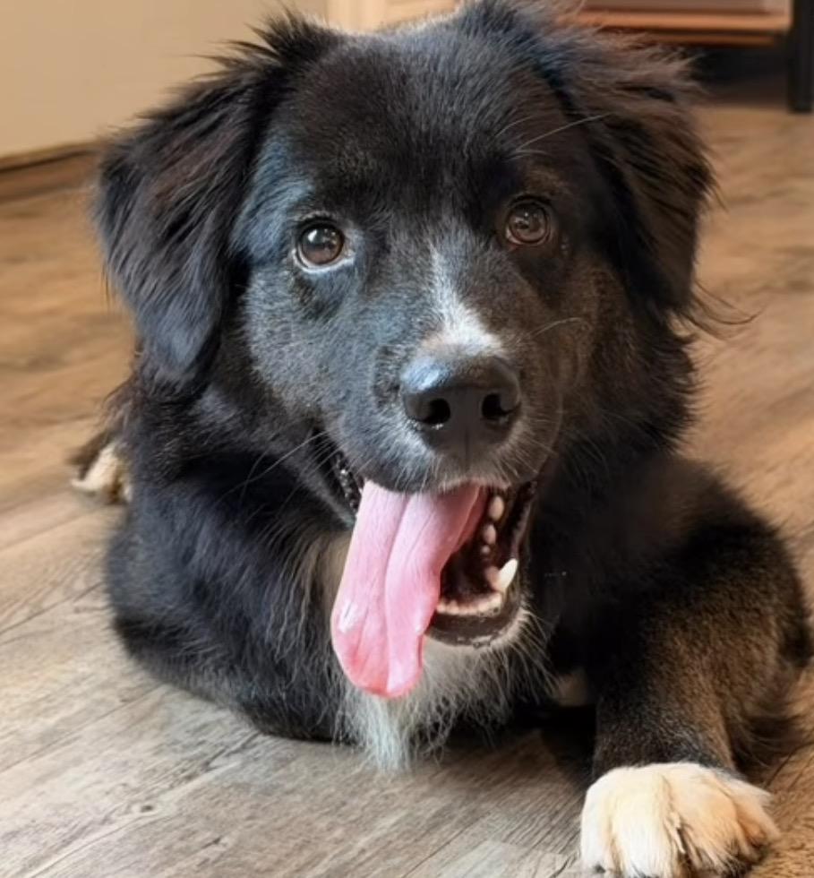 Enlarge Eli, an adopted mixed breed in Catlett, VA image 4/4