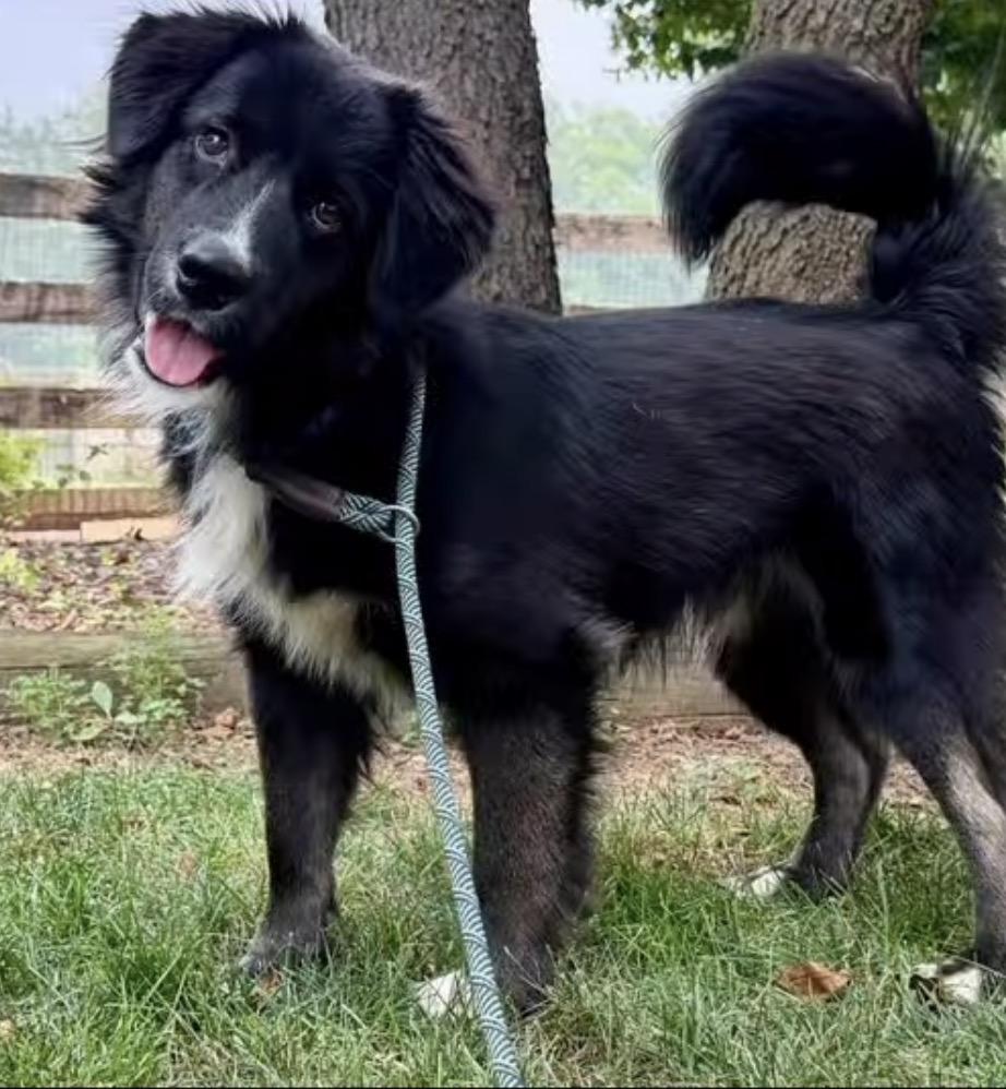 Enlarge Eli, an adopted mixed breed in Catlett, VA image 3/4