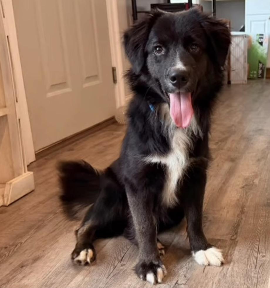 Enlarge Eli, an adopted mixed breed in Catlett, VA image 2/4