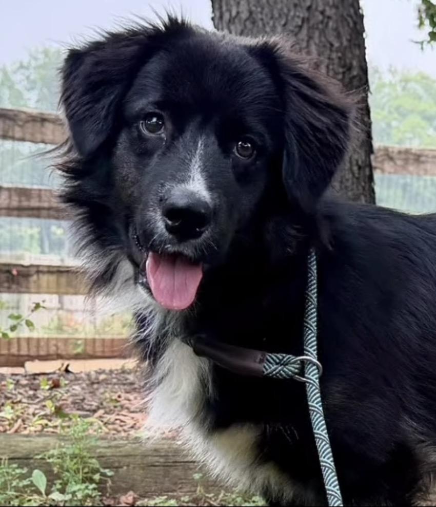 Eli, adopted, Adult Male Australian Shepherd.