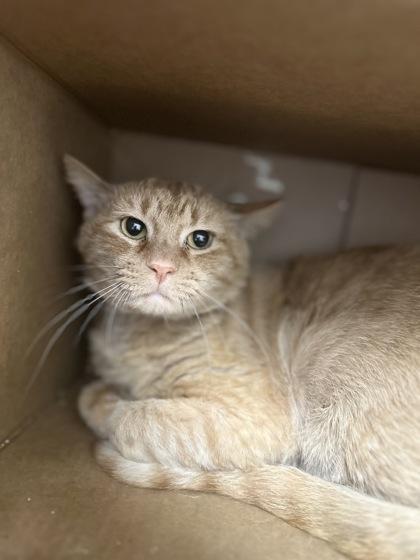 Felipe, Adoptable, Adult Male Domestic Short Hair & Domestic Short Hair.