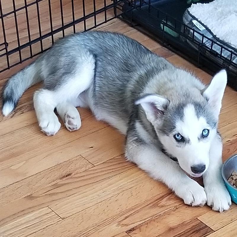 Mika, Adoptable, Adult Female Siberian Husky.