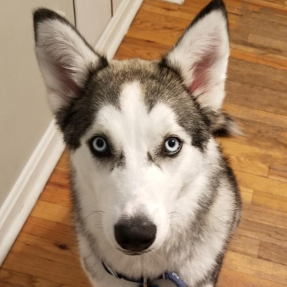 Enlarge Mika, a Adoptable Siberian Husky in Idaho Falls, ID image 2/6