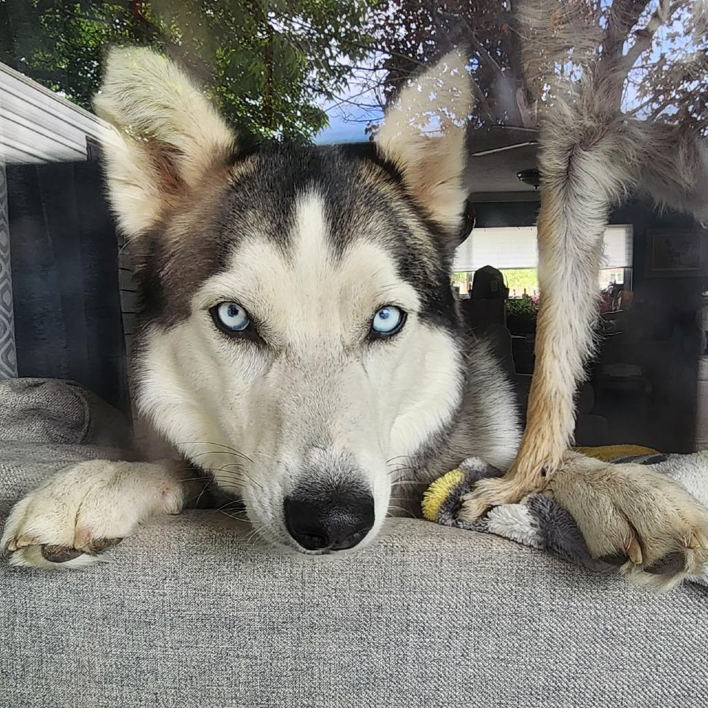 Enlarge Mika, a Adoptable Siberian Husky in Idaho Falls, ID image 3/6