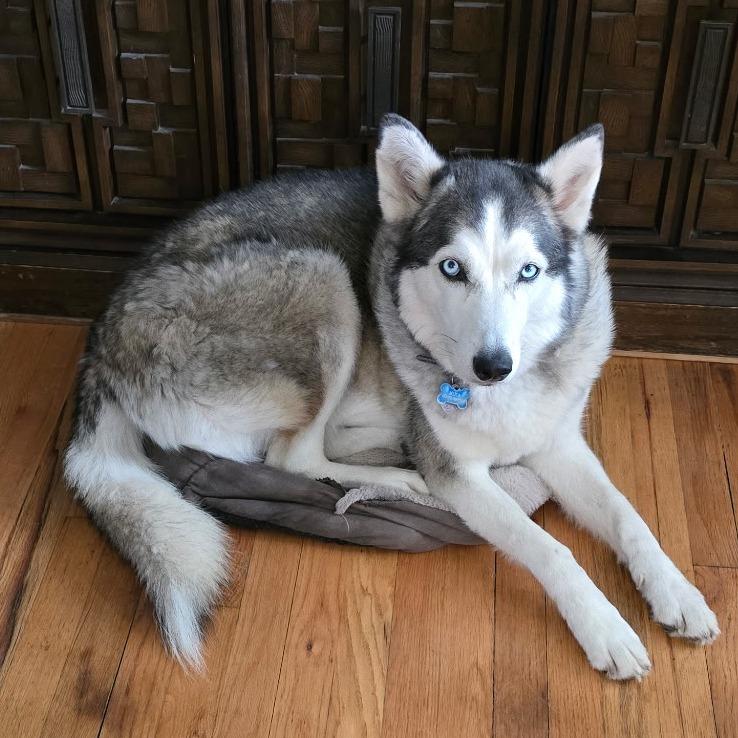 Enlarge Mika, a Adoptable Siberian Husky in Idaho Falls, ID image 4/6