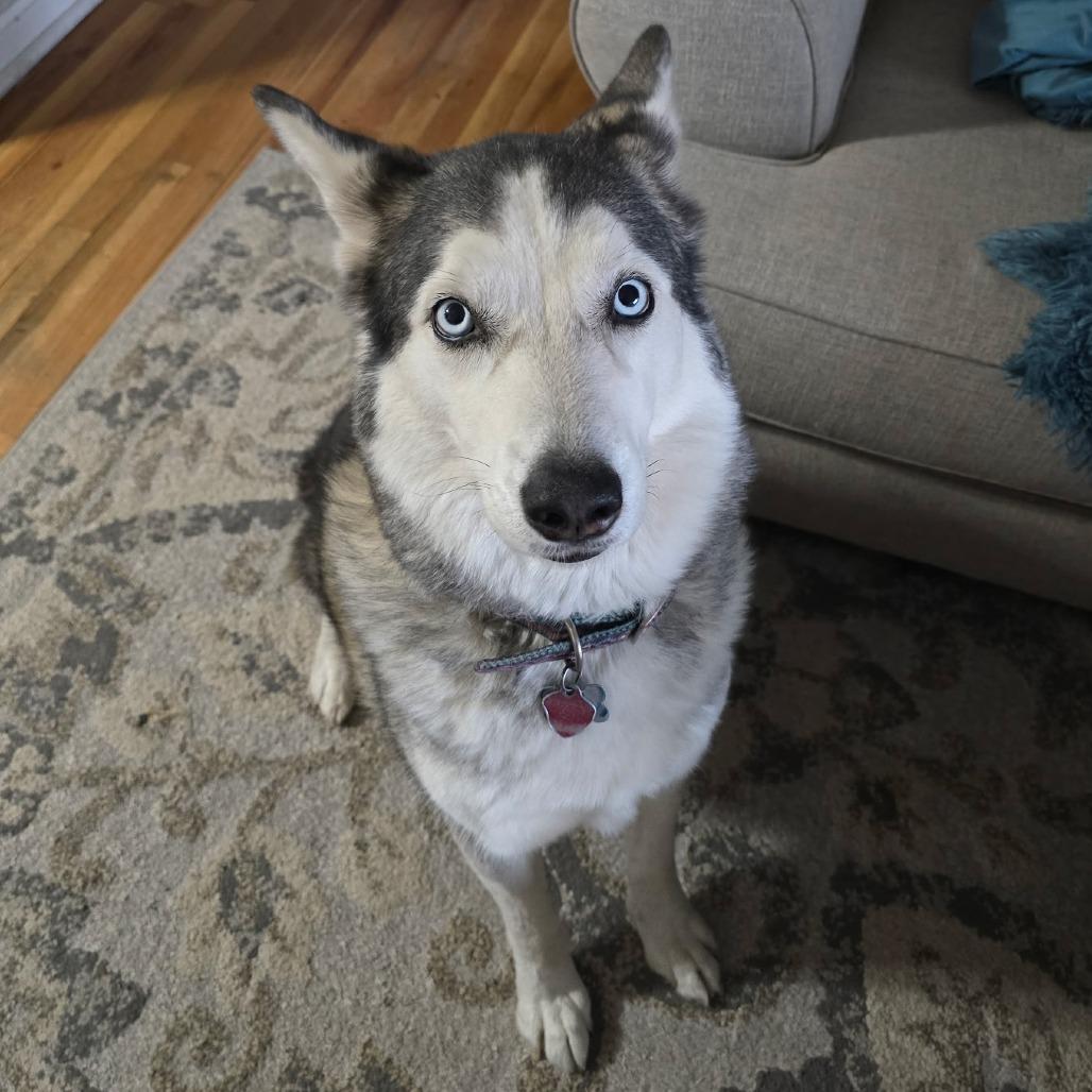 Enlarge Mika, a Adoptable Siberian Husky in Idaho Falls, ID image 5/6