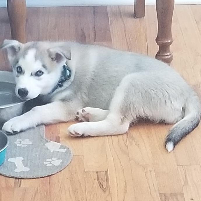Enlarge Mika, a Adoptable Siberian Husky in Idaho Falls, ID image 6/6