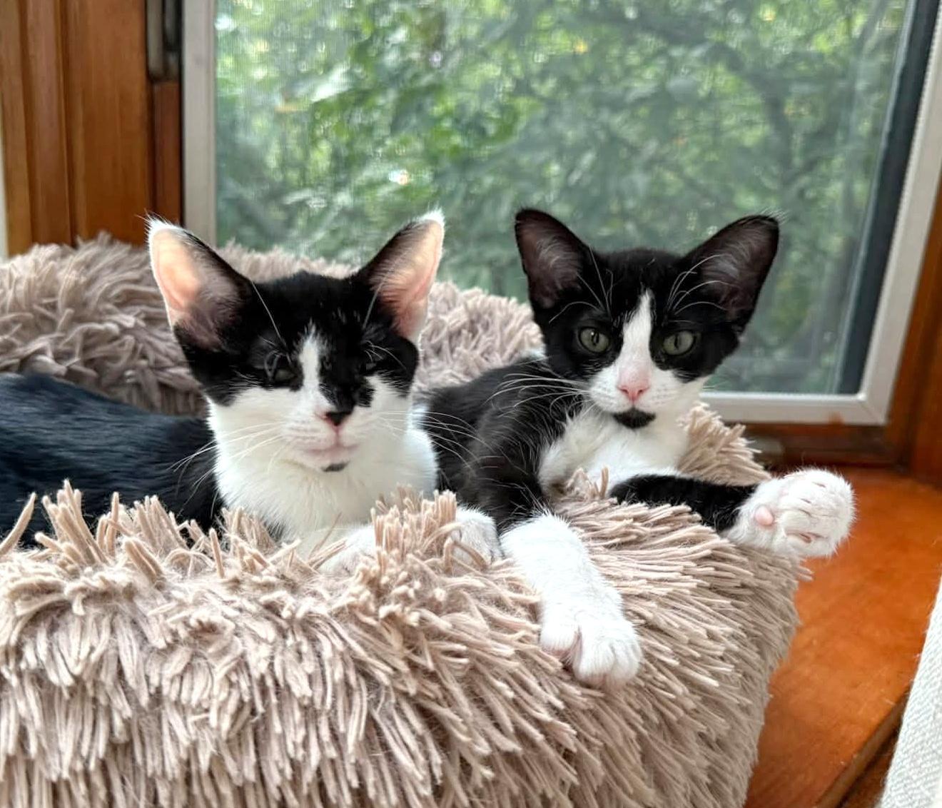 Enlarge Pebbles & Bam Bam, a Adoptable Domestic Short Hair in Pittsburgh, PA image 2/6