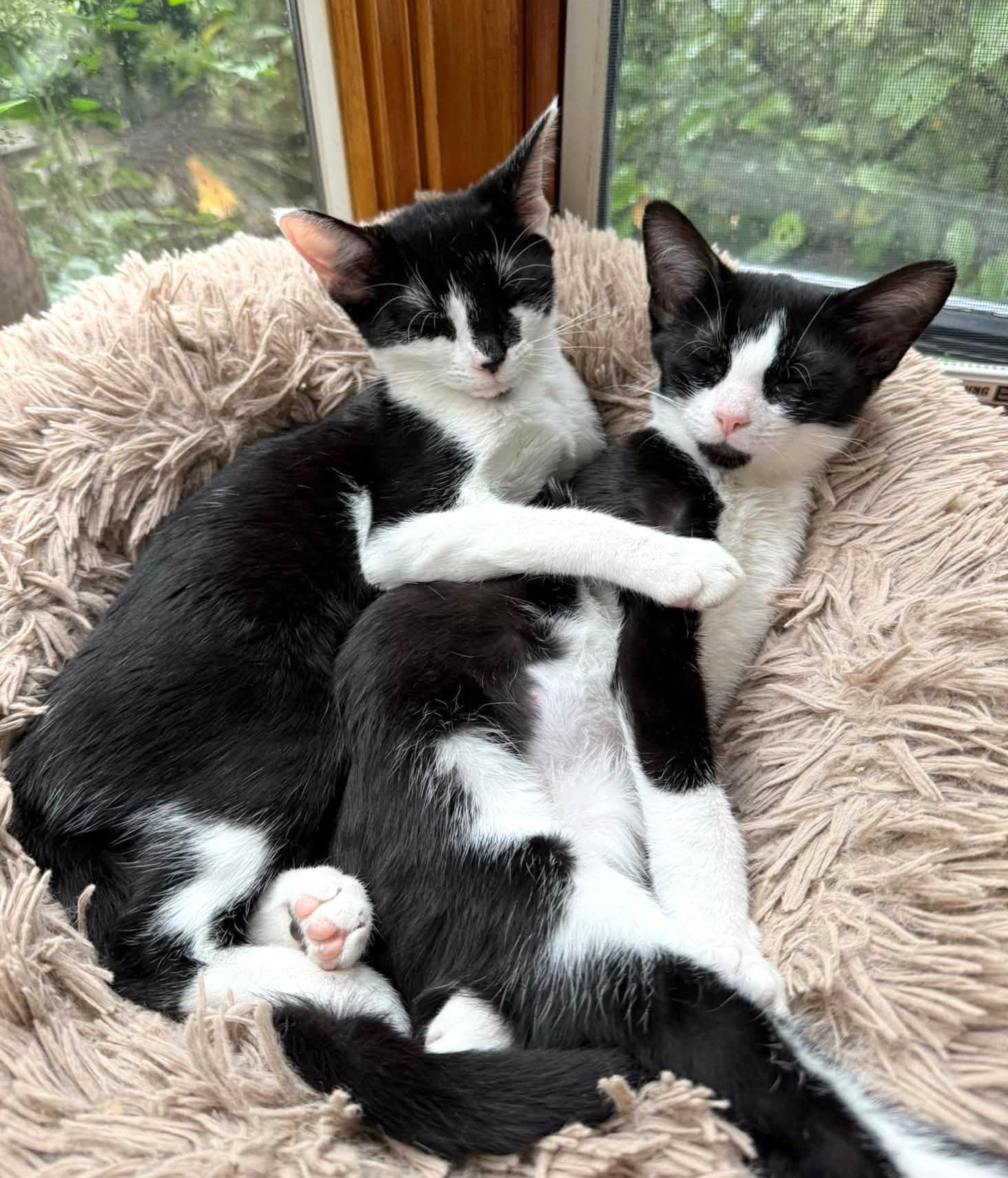 Enlarge Pebbles & Bam Bam, a Adoptable Domestic Short Hair in Pittsburgh, PA image 5/6