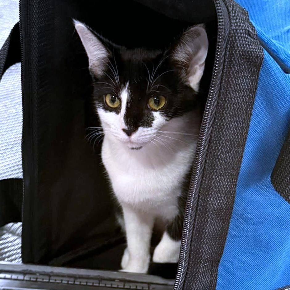 Enlarge Pebbles & Bam Bam, a Adoptable Domestic Short Hair in Pittsburgh, PA image 3/6