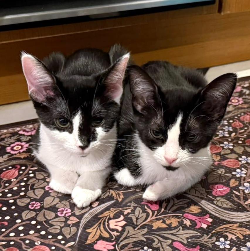 Enlarge Pebbles & Bam Bam, a Adoptable Domestic Short Hair in Pittsburgh, PA image 6/6
