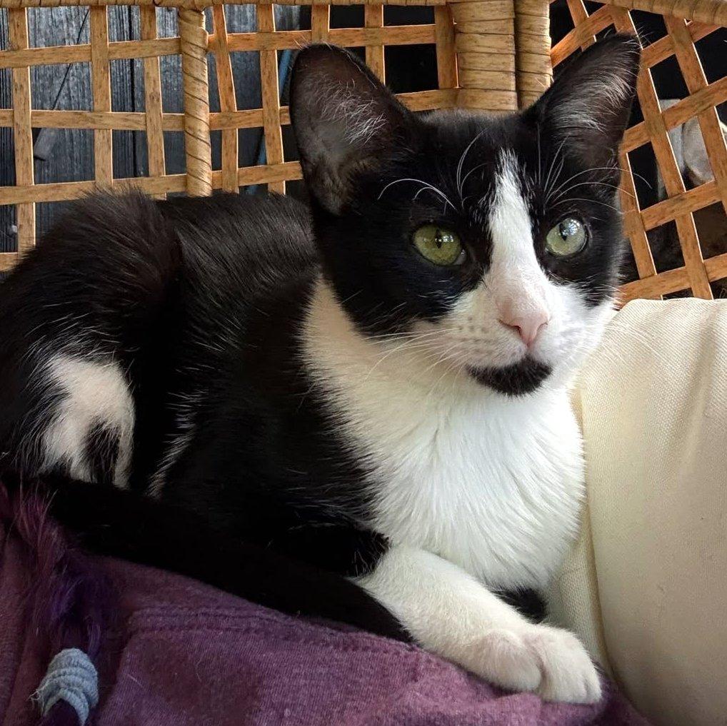 Enlarge Pebbles & Bam Bam, a Adoptable Domestic Short Hair in Pittsburgh, PA image 4/6