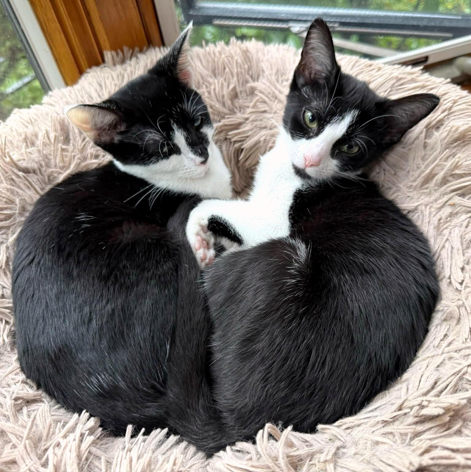 Pebbles & Bam Bam, Adoptable, Kitten Female Domestic Short Hair.