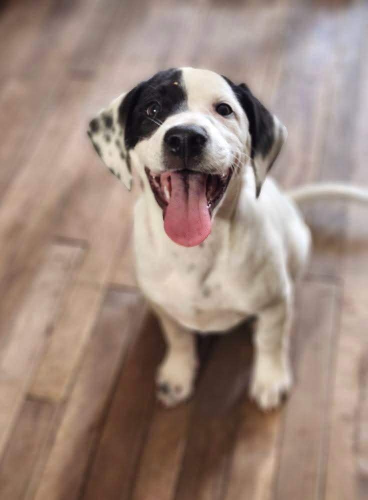 Pete