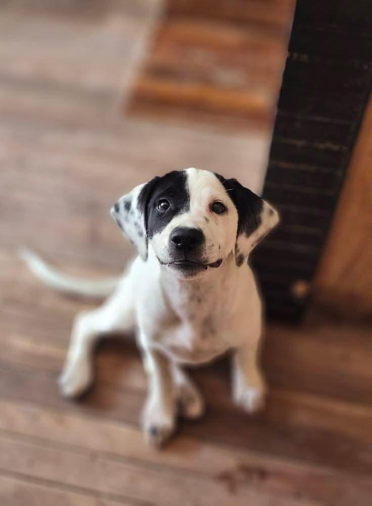 Pete
