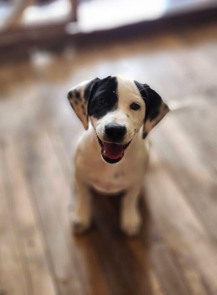 Pete