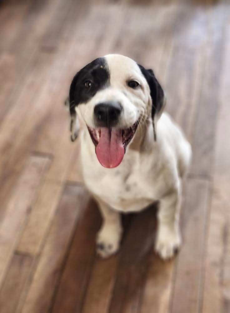 Pete