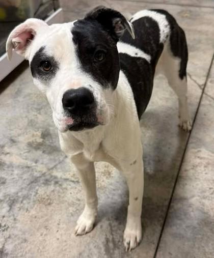 Pearl, Adoptable, Puppy Female Terrier & Mixed Breed.