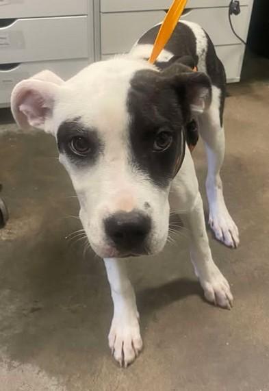 Pearl, Adoptable, Puppy Female Terrier & Mixed Breed.