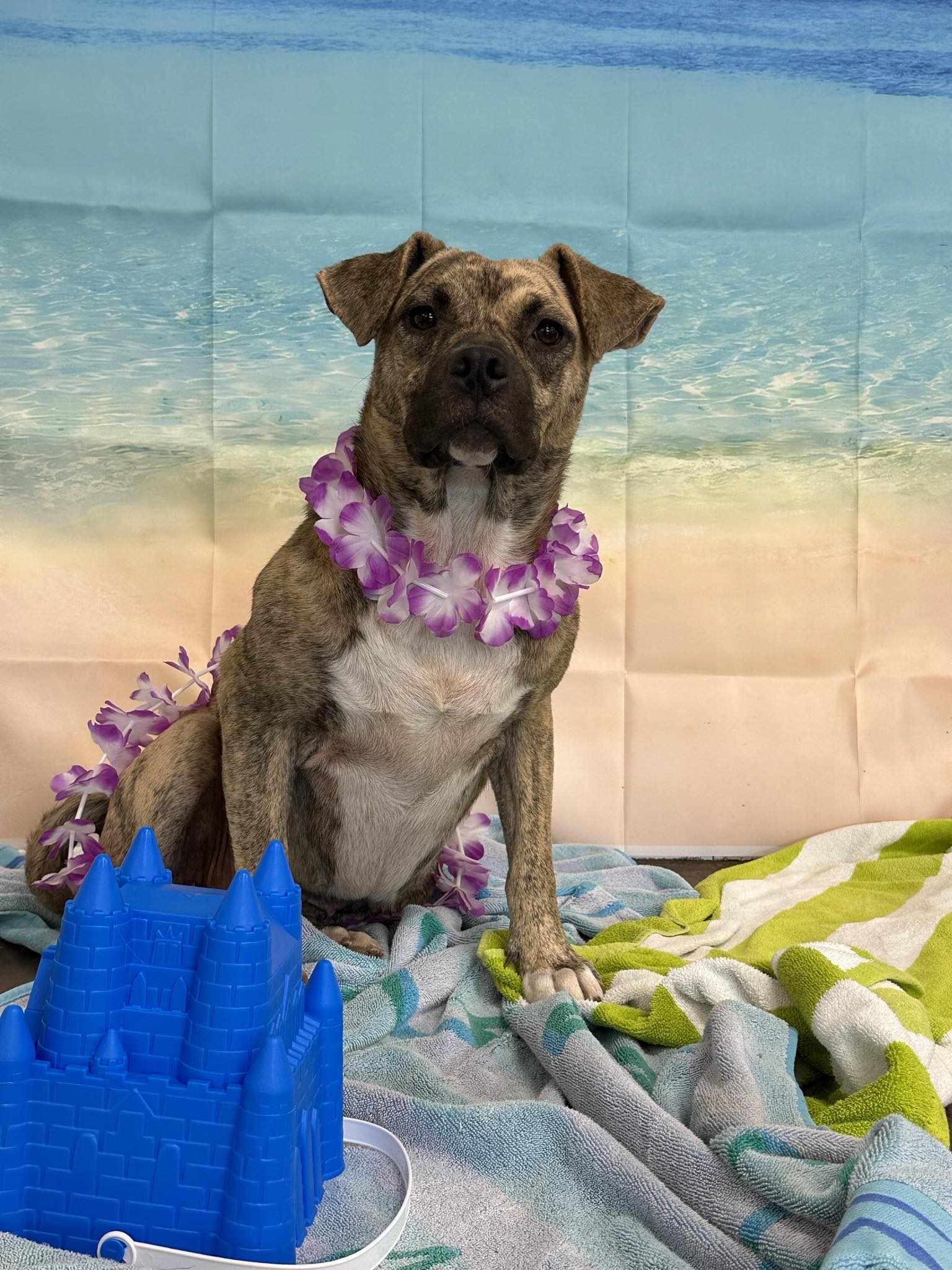 Reggie, a Adoptable Mastiff in Richmond, VA image 2/4