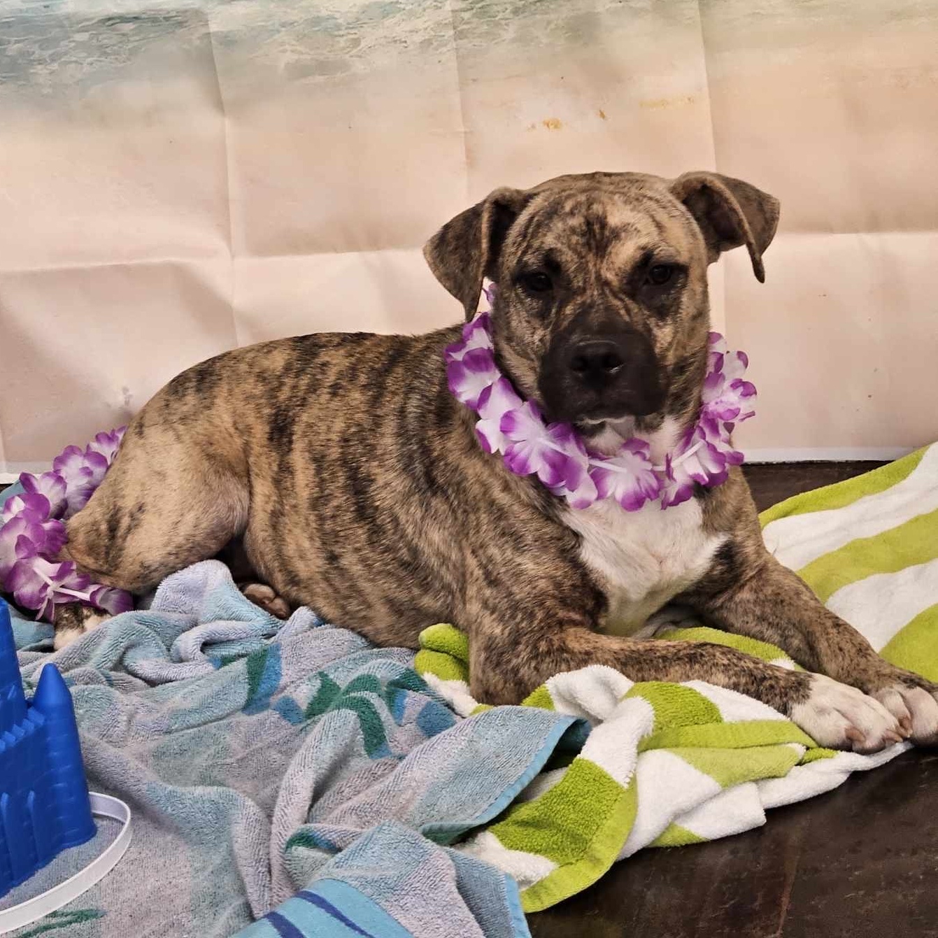 Reggie, a Adoptable Mastiff in Richmond, VA image 1/4