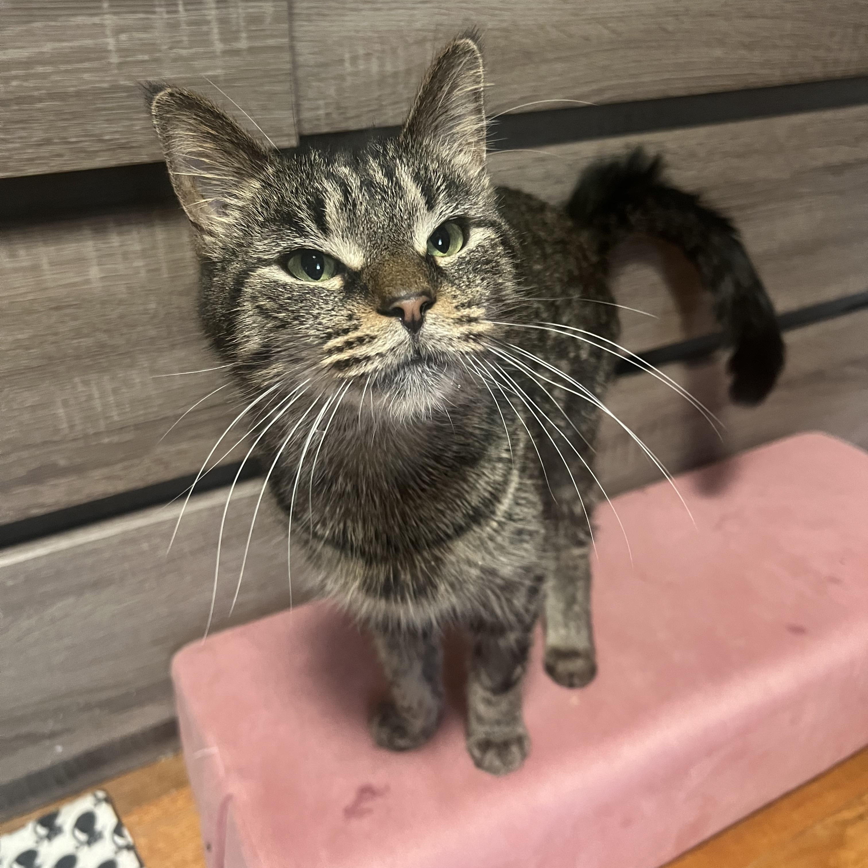 Enlarge Figgy, a ADOPTABLE Domestic Short Hair in Brooklyn, NY image 3/5