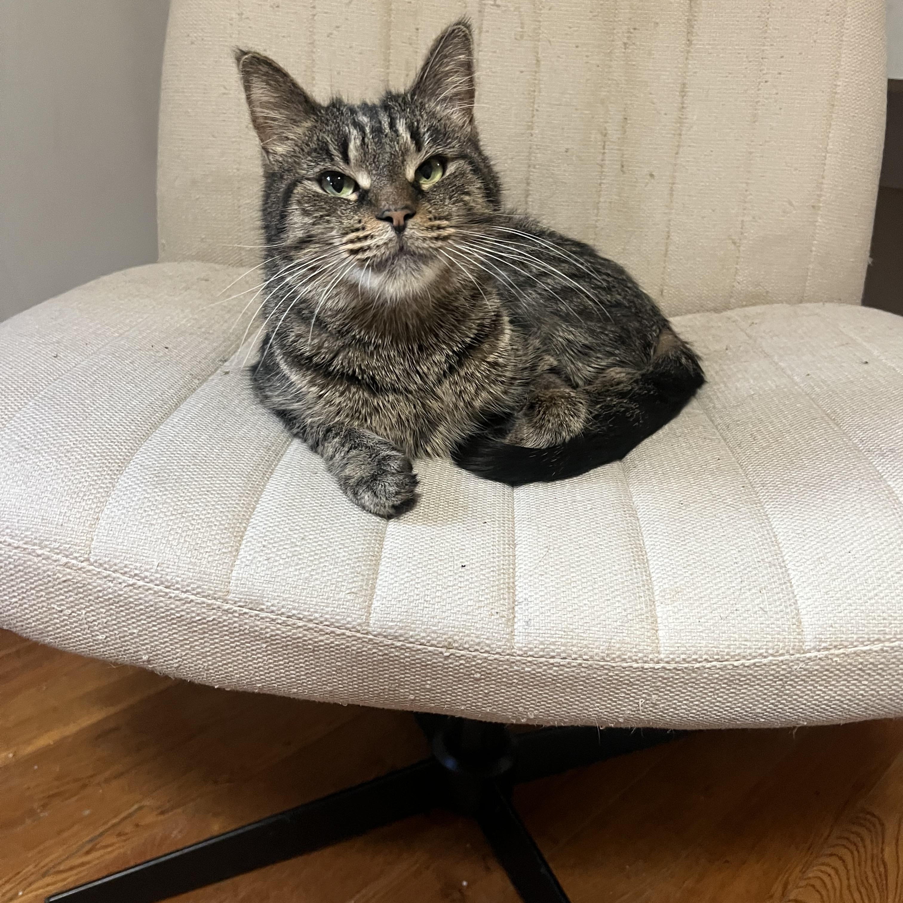 Enlarge Figgy, a ADOPTABLE Domestic Short Hair in Brooklyn, NY image 2/5