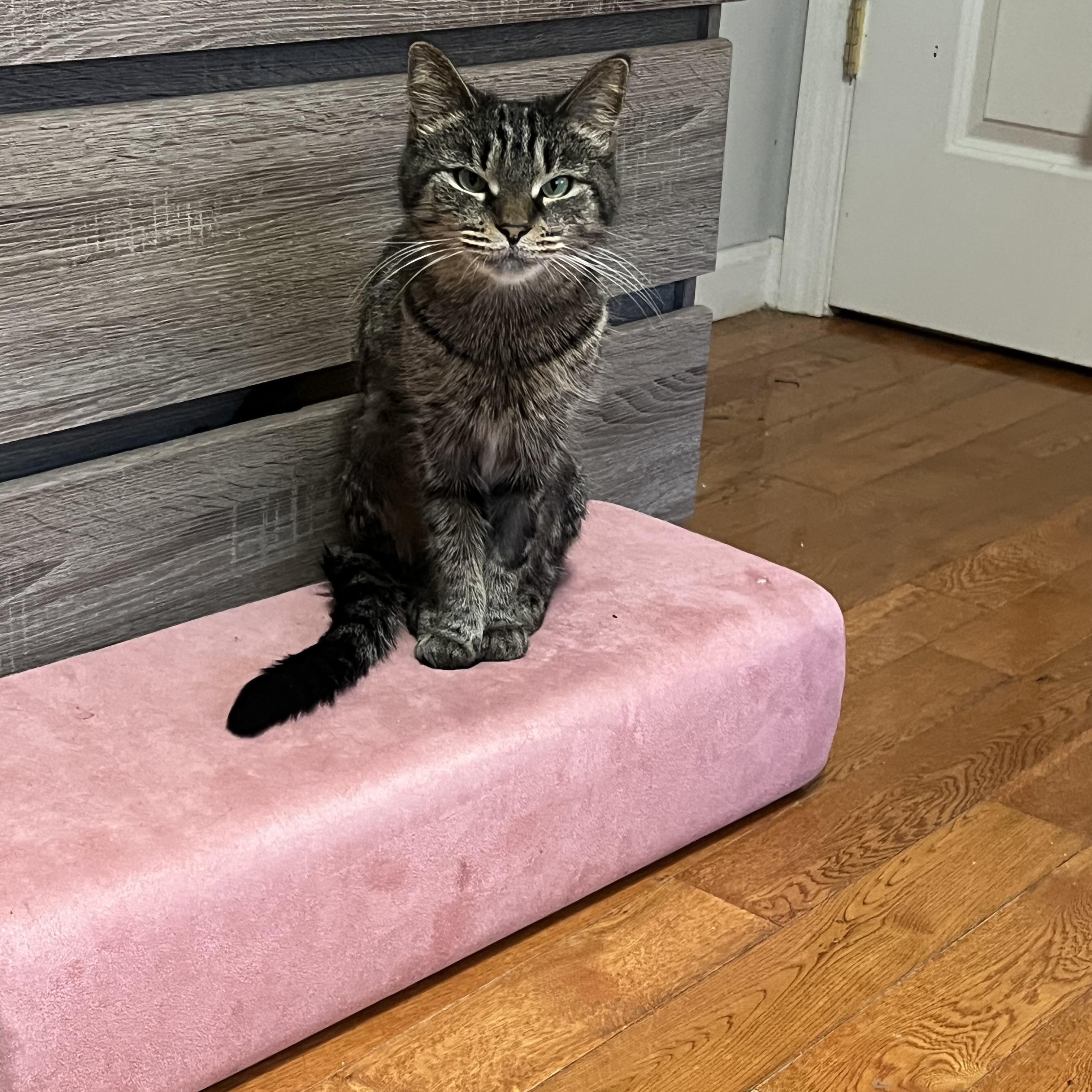 Figgy, ADOPTABLE, Young Female Domestic Short Hair.