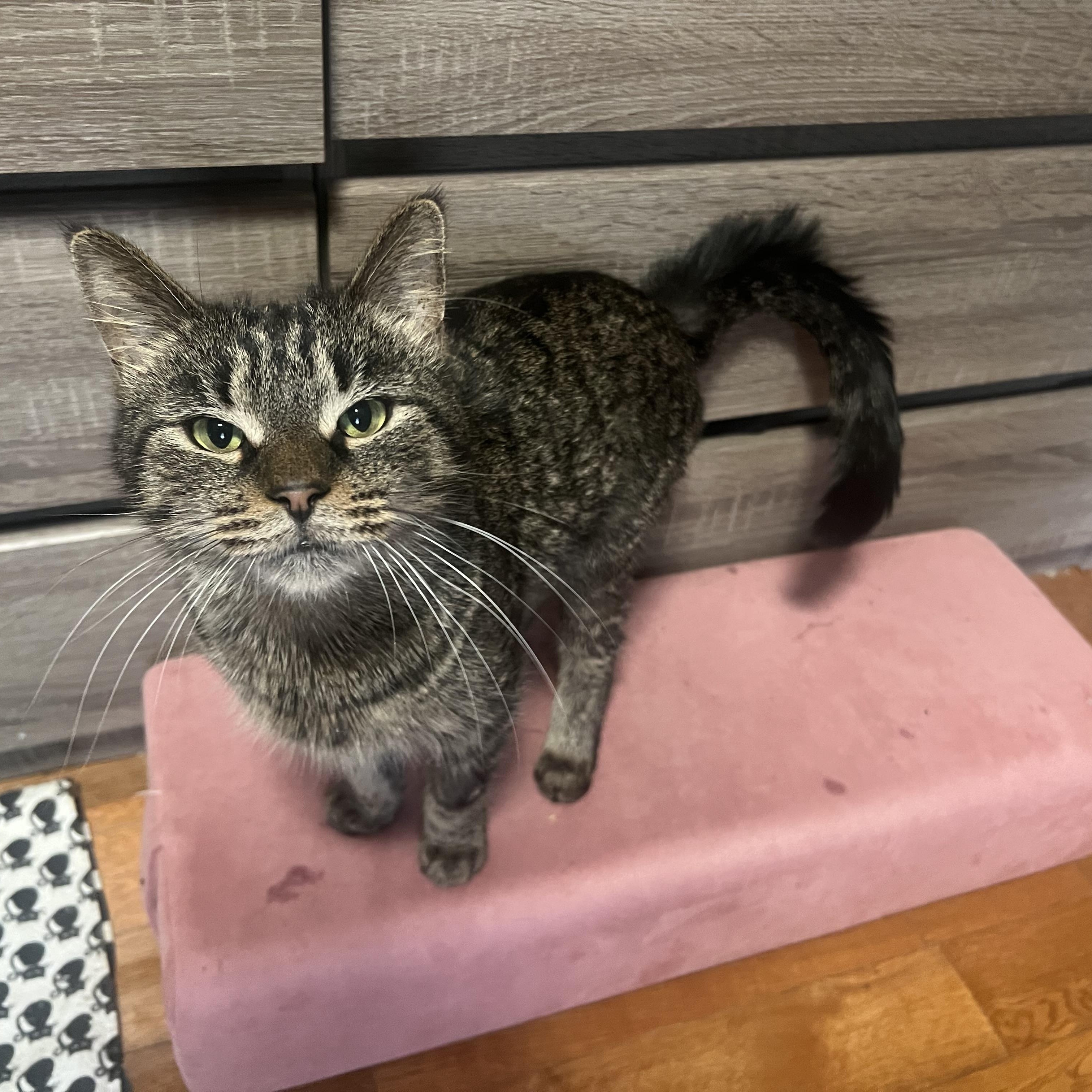 Enlarge Figgy, a ADOPTABLE Domestic Short Hair in Brooklyn, NY image 4/5