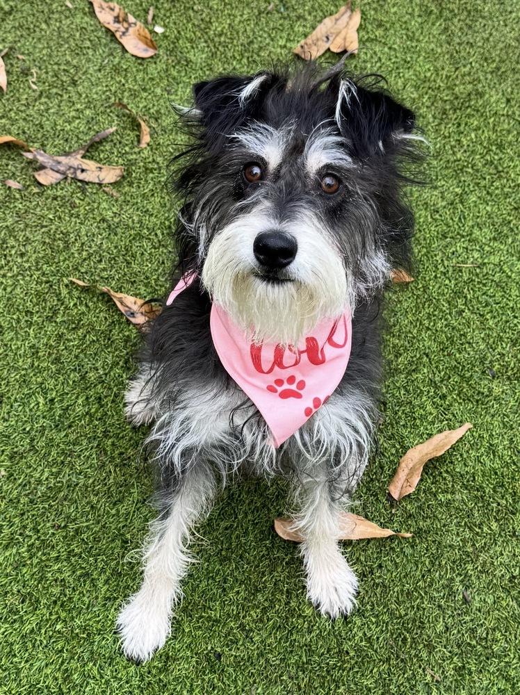 Courie Aka Courage thumbnail 2