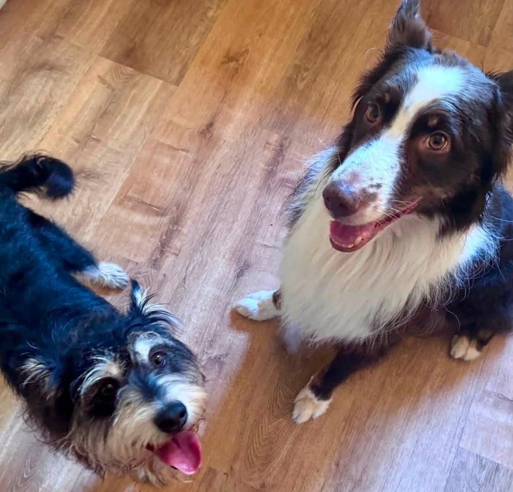 Courie aka Courage, Adoptable, Adult Female Schnauzer.
