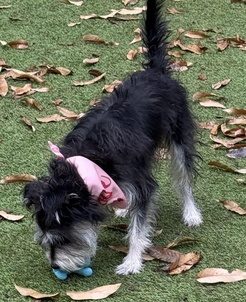 Courie Aka Courage thumbnail 3