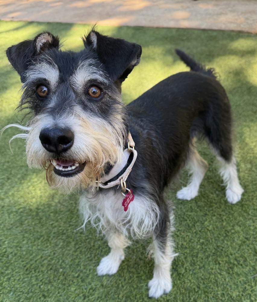 Enlarge Courie aka Courage, a Adoptable mixed breed in Dunwoody, GA image 2/6