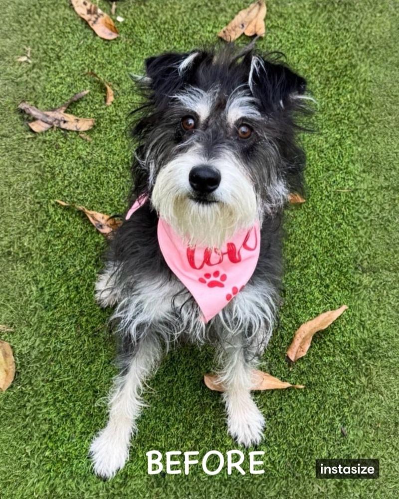 Enlarge Courie aka Courage, a Adoptable mixed breed in Dunwoody, GA image 5/6