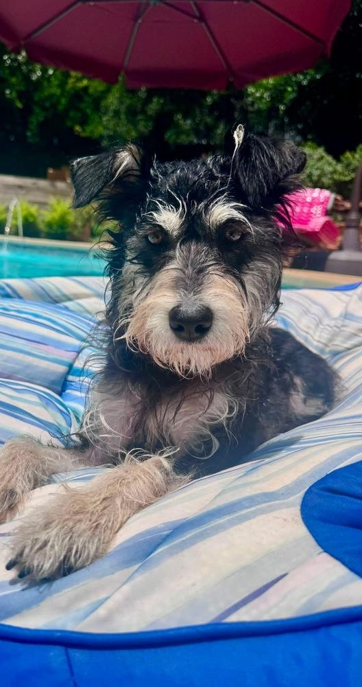 Enlarge Courie aka Courage, a Adoptable mixed breed in Dunwoody, GA image 6/6