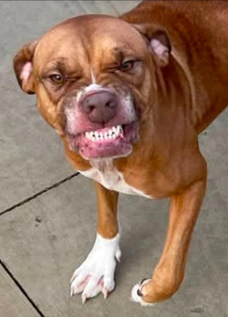 Cheeze Whizz, Adopted, Adult Female Terrier & American Staffordshire Terrier.