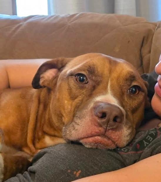 Cheeze Whizz, a Adopted mixed breed in El Dorado, AR image 3/3