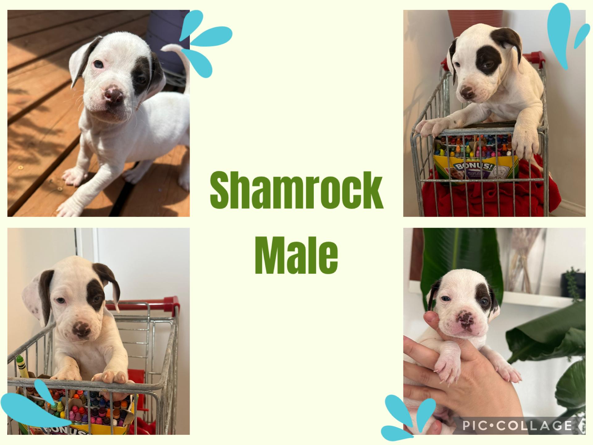 Shamrock