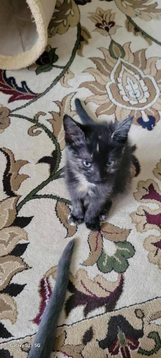 Shelly, a Adoptable American Shorthair in Roanoke, AL image 1/2