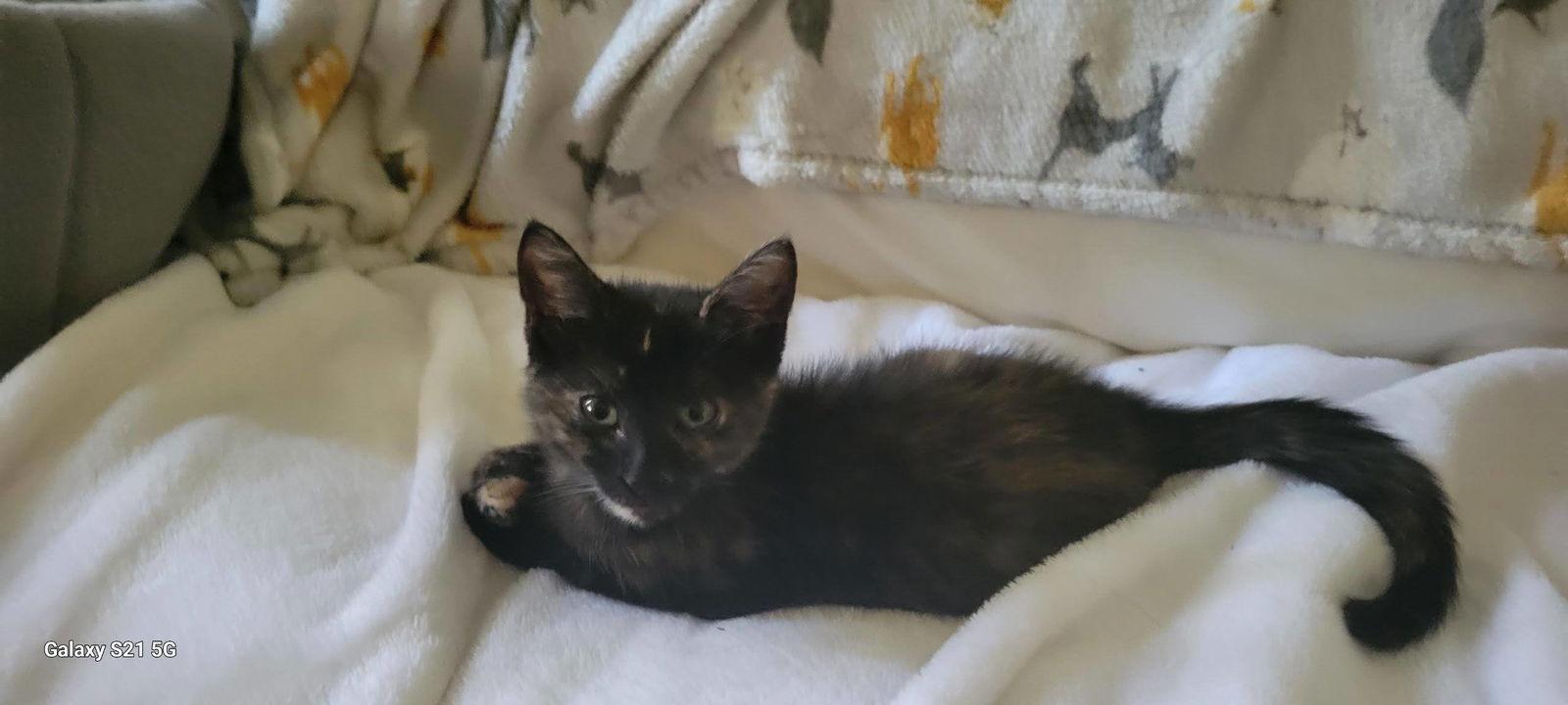 Shelly, a Adoptable American Shorthair in Roanoke, AL image 2/2